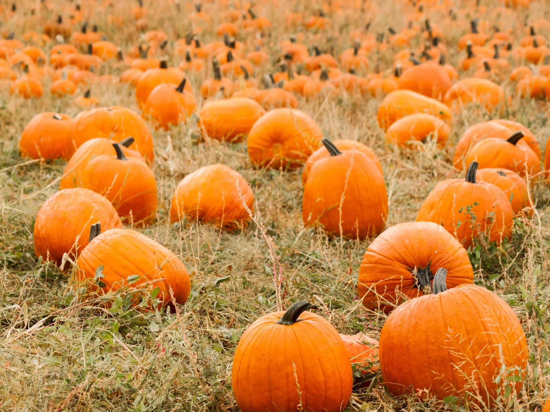 Blog - Pumpkin Patch